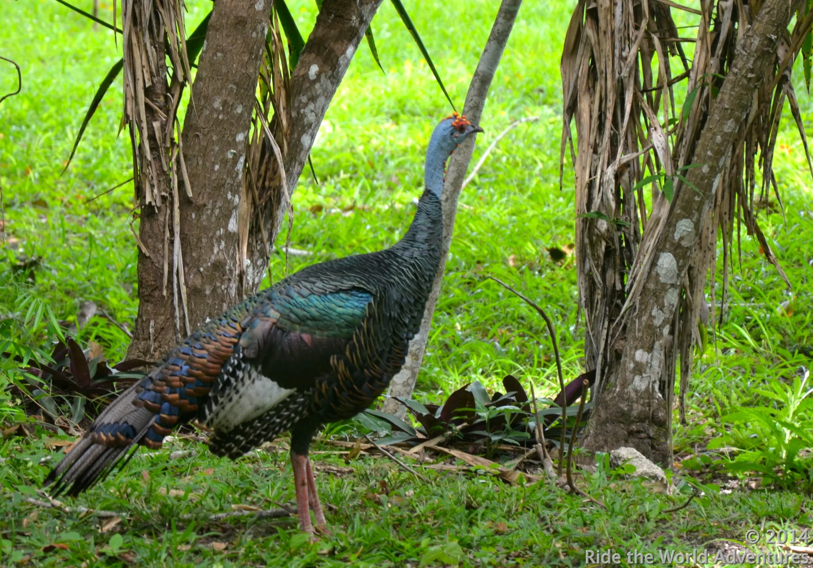 Occellated Turkey