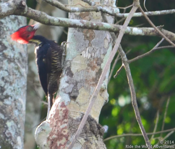 Lineated Woodpecker.
