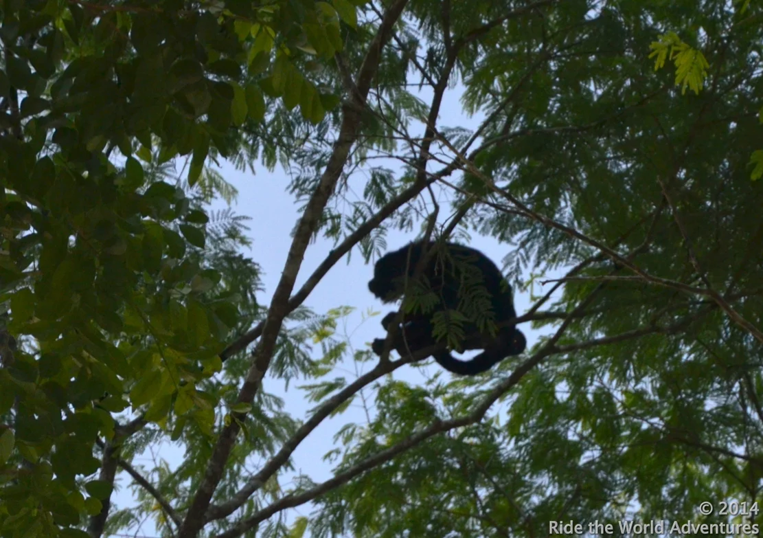 Howler Monkey