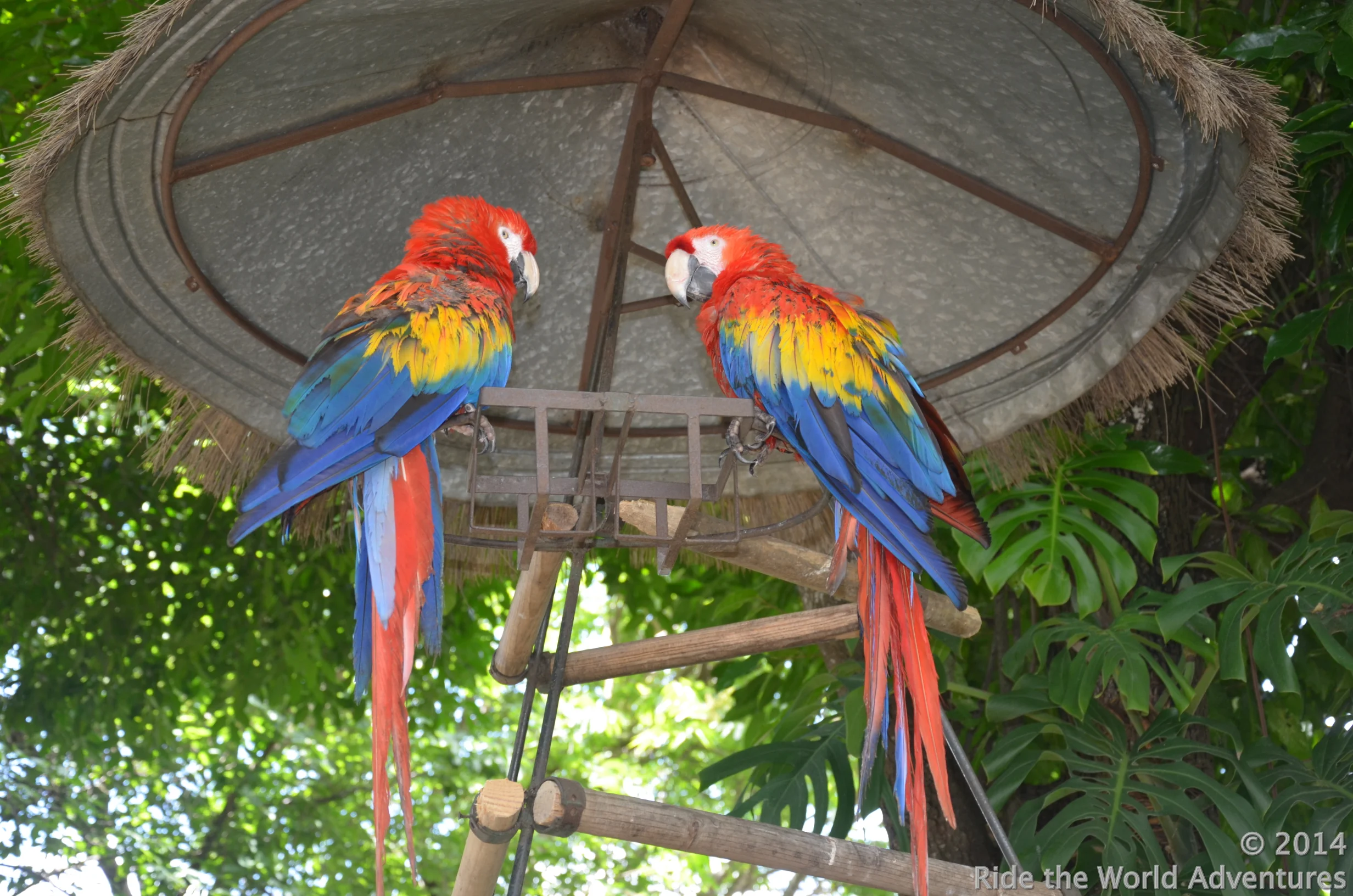 and friendly macaw's.