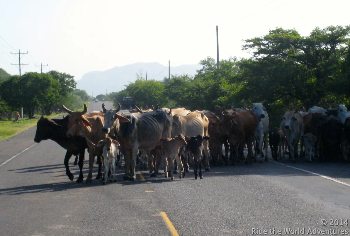 Young children herding cattle, sometimes have a lot to handle!