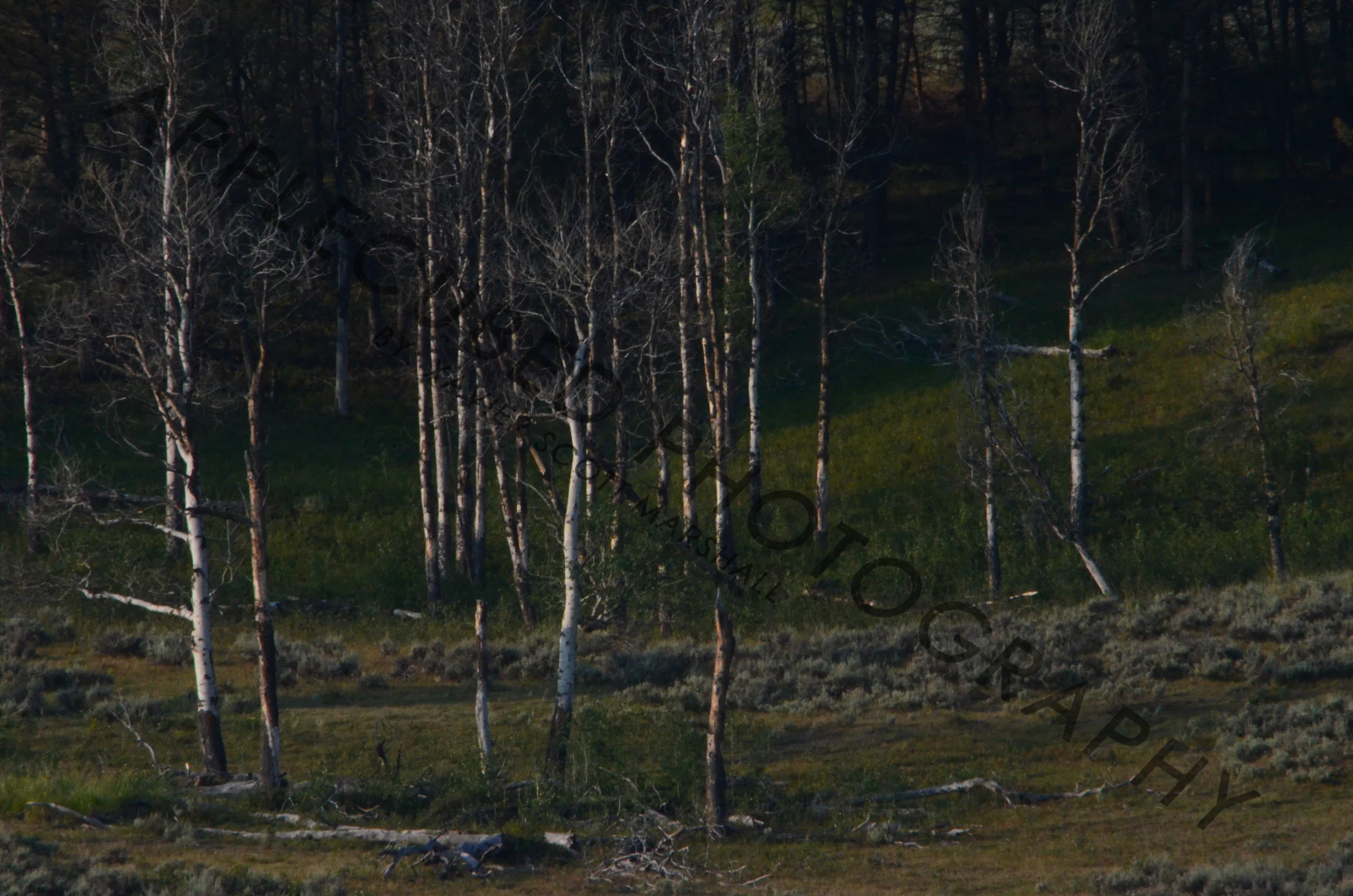 DSC_0511.JPG