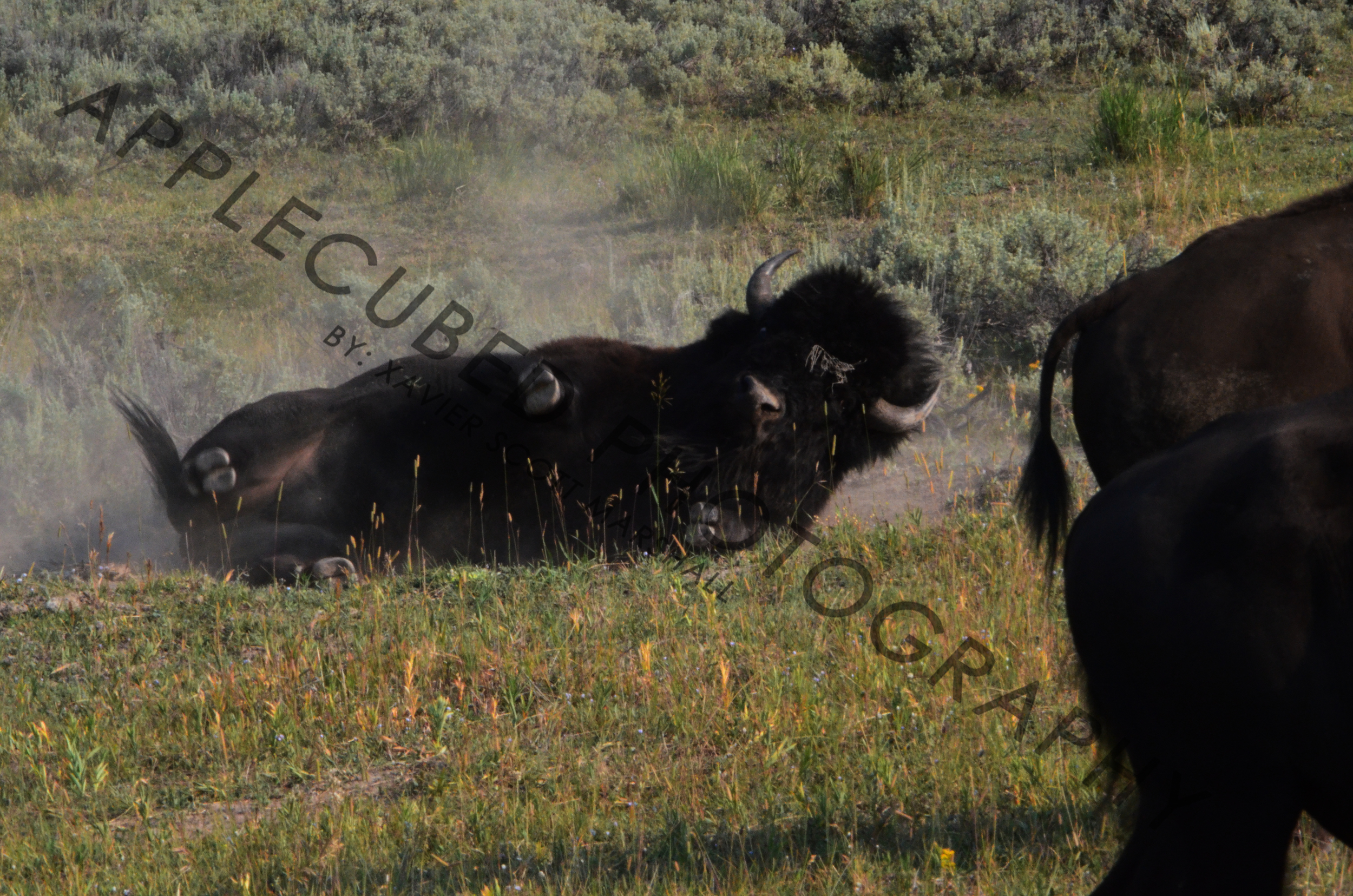 DSC_0682.JPG