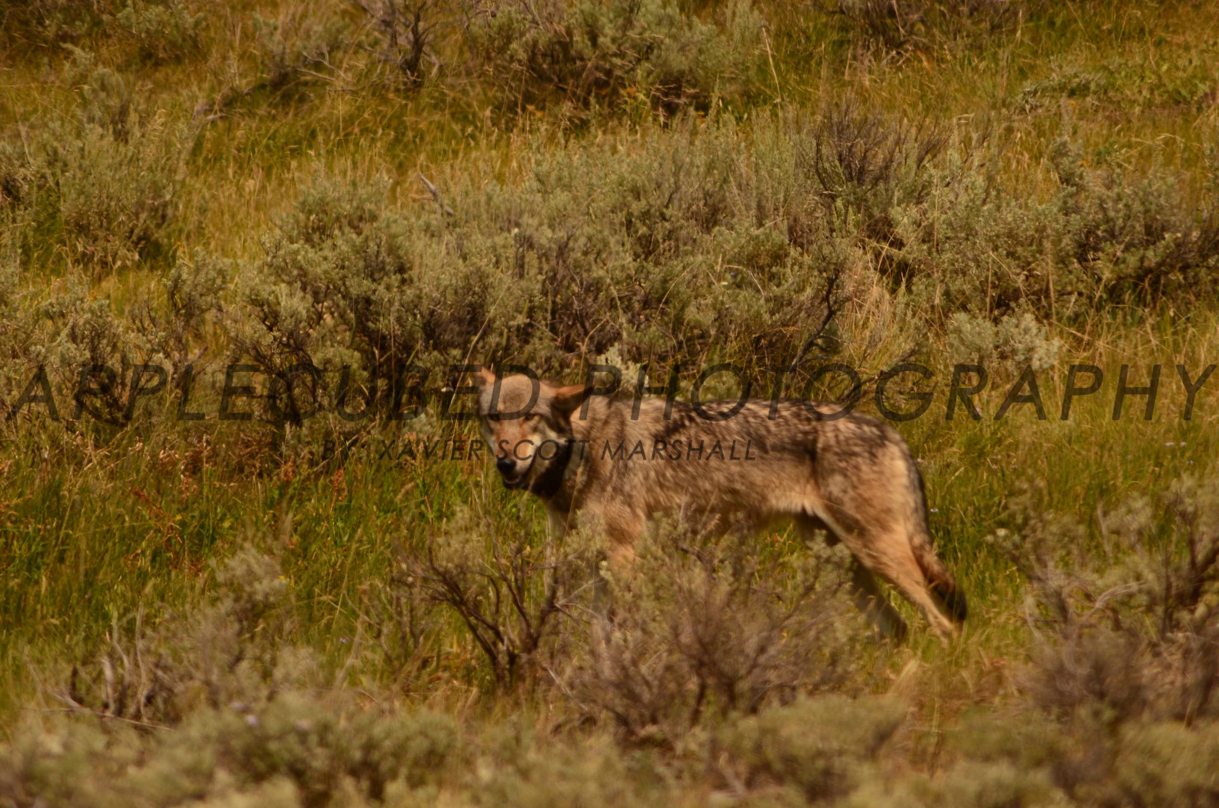 DSC_0901.JPG