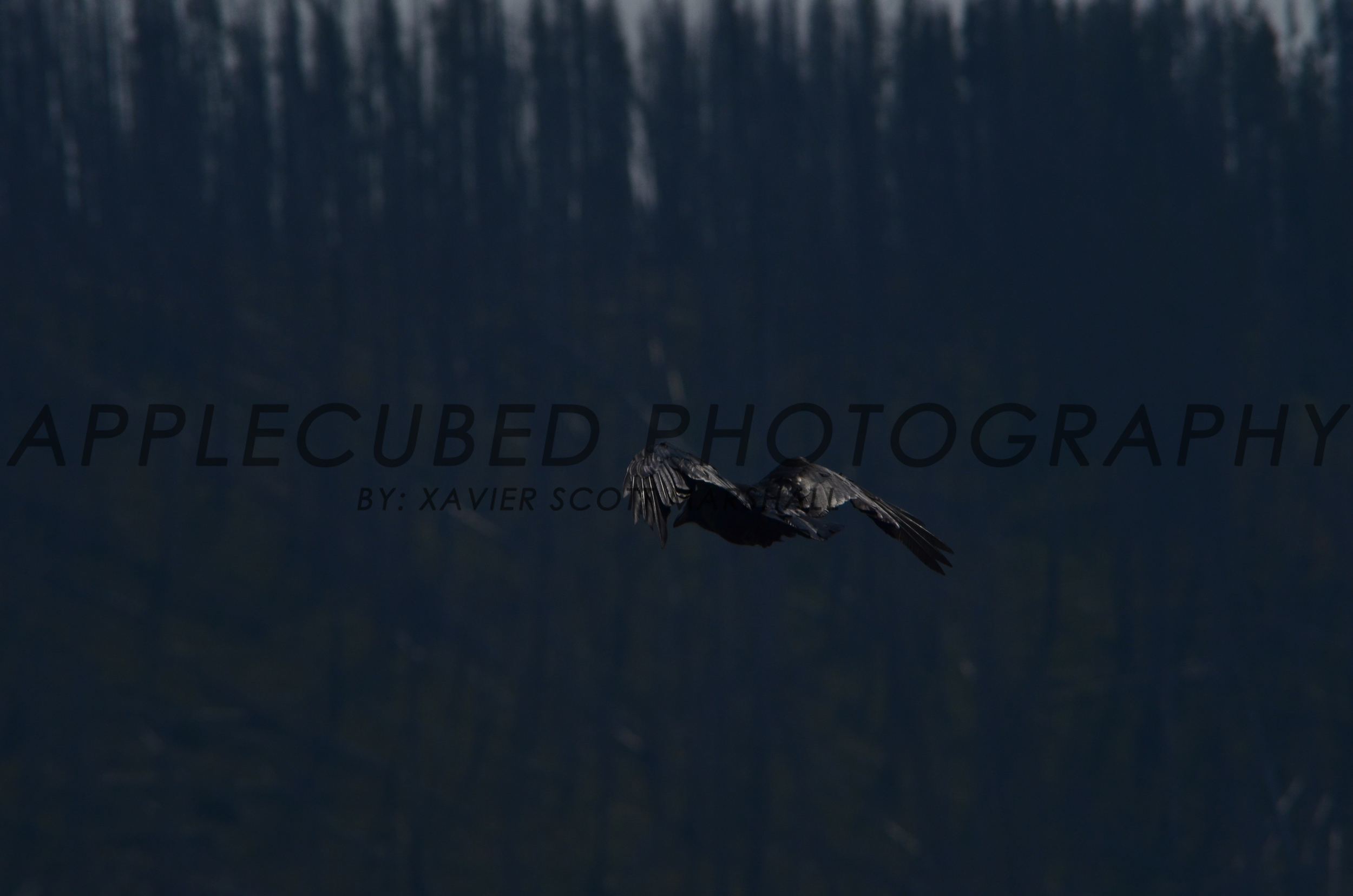 DSC_1081.JPG