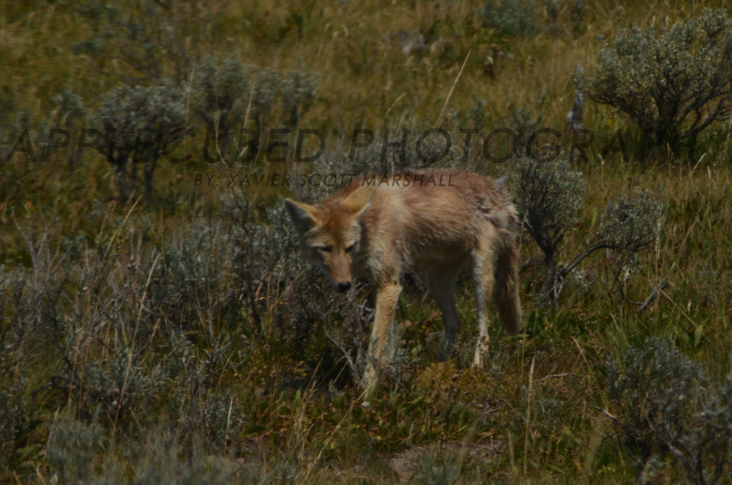 DSC_1106.JPG