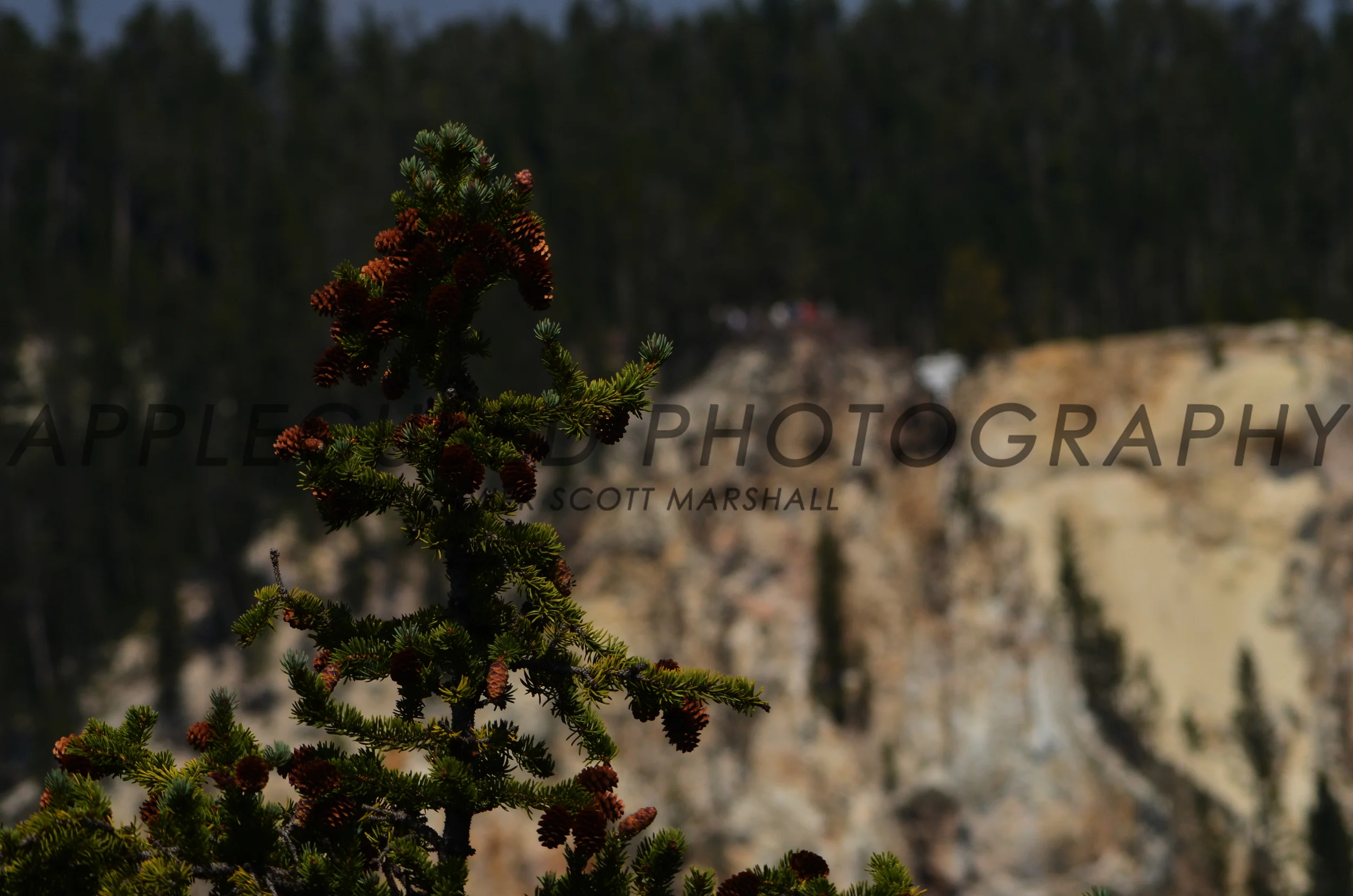 DSC_1132.JPG