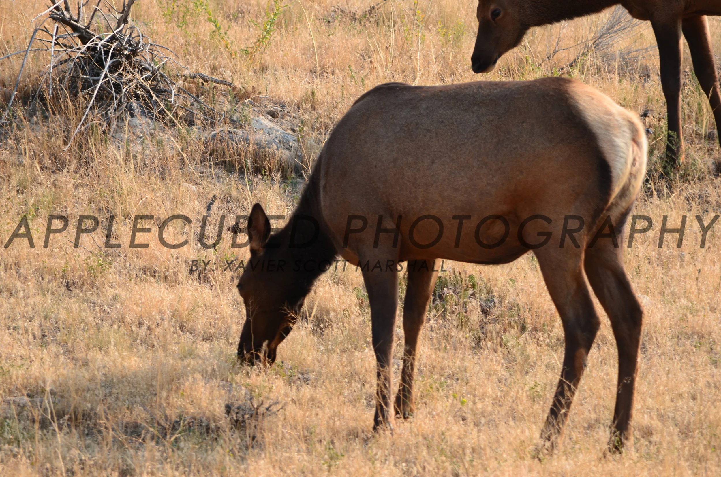DSC_1205.JPG