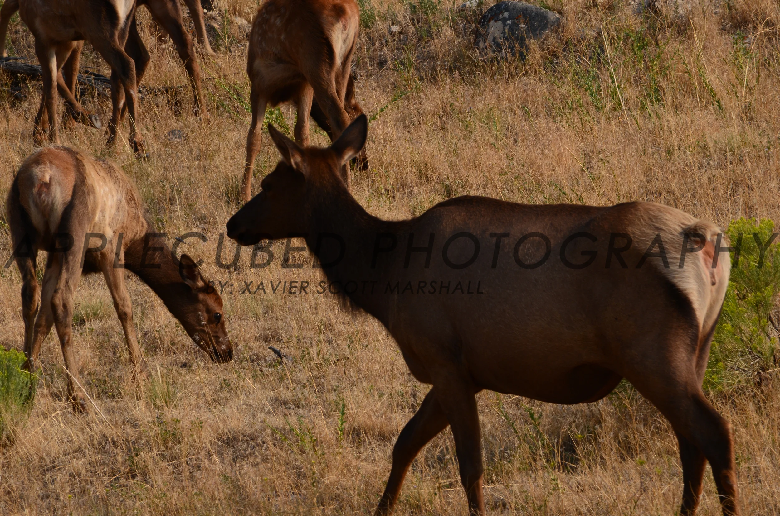 DSC_1222.JPG