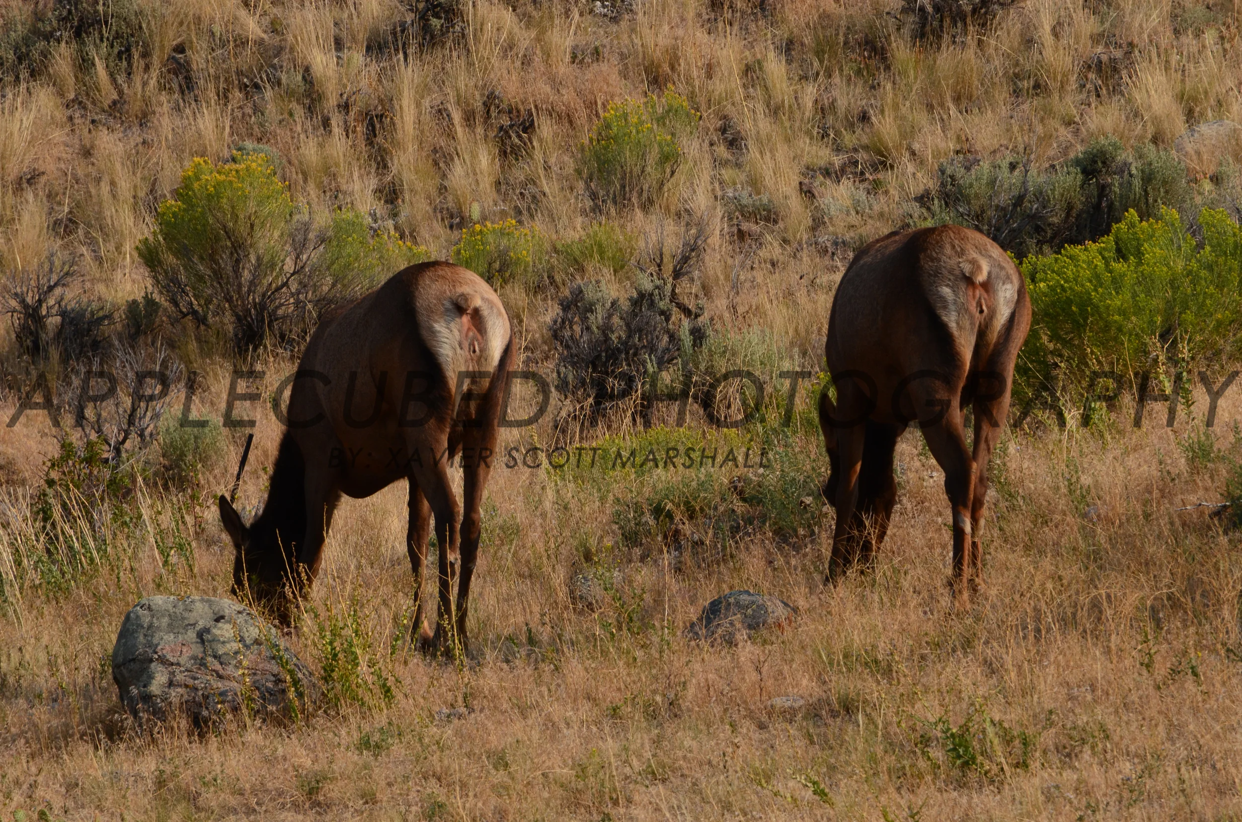 DSC_1224.JPG