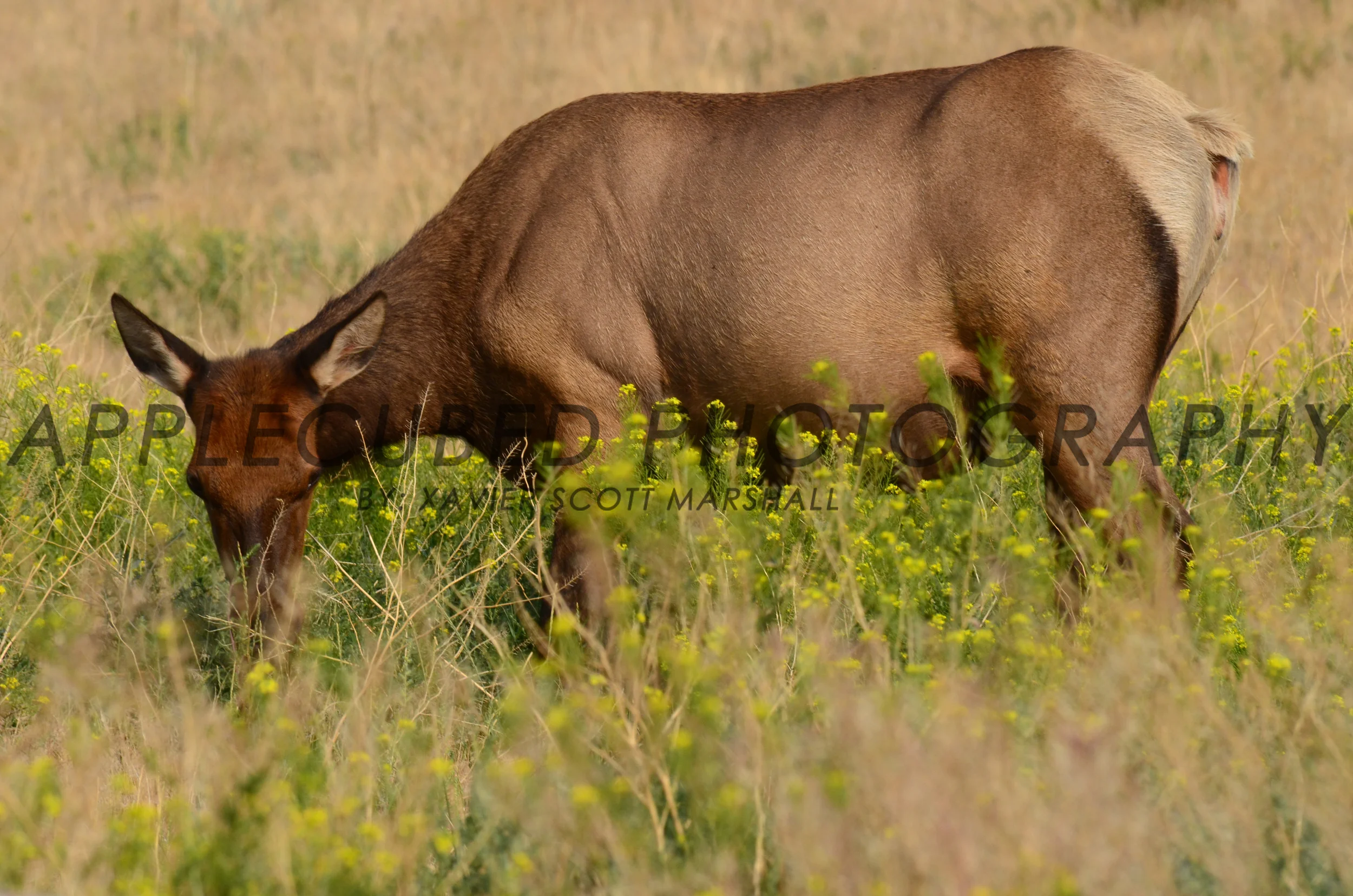 DSC_1244.JPG