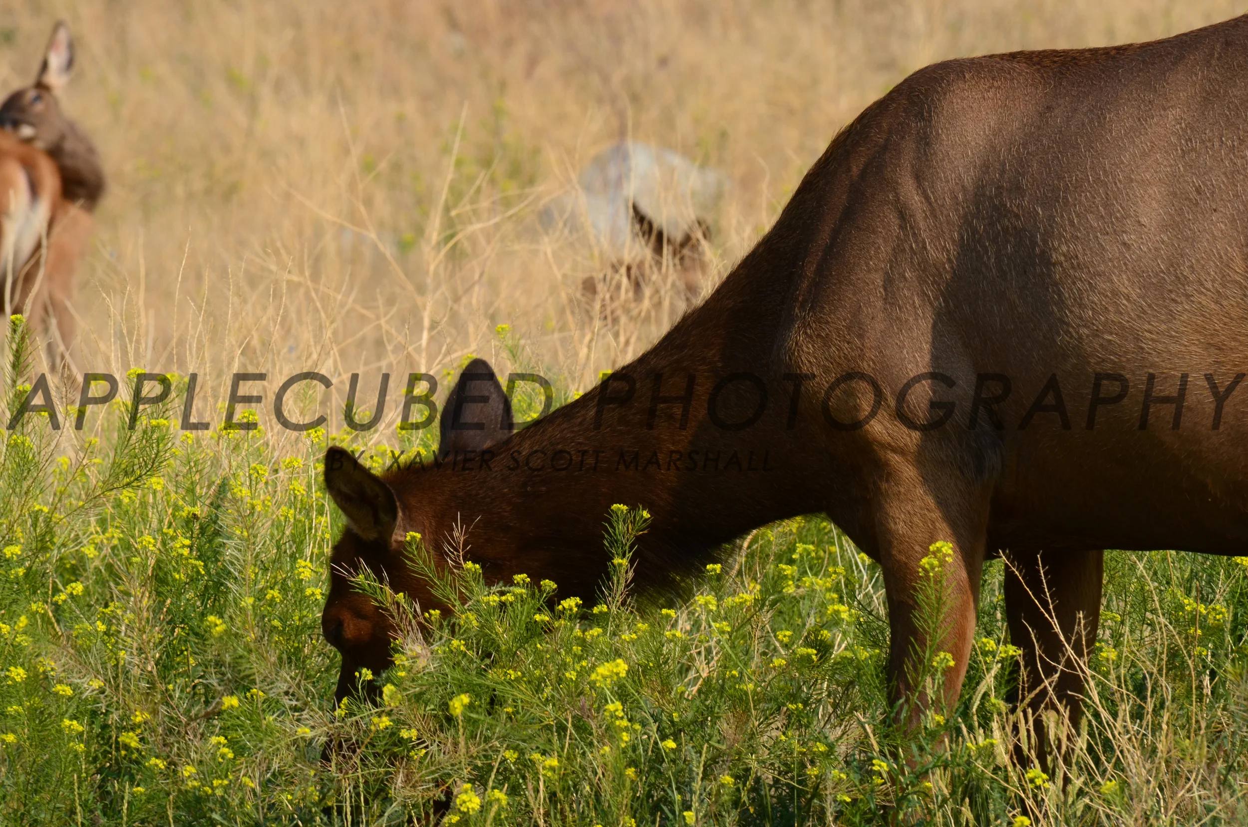 DSC_1258.JPG