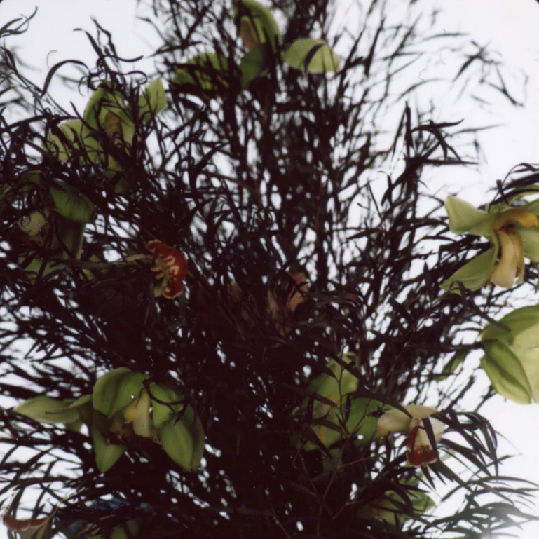 FLWR008.jpg
