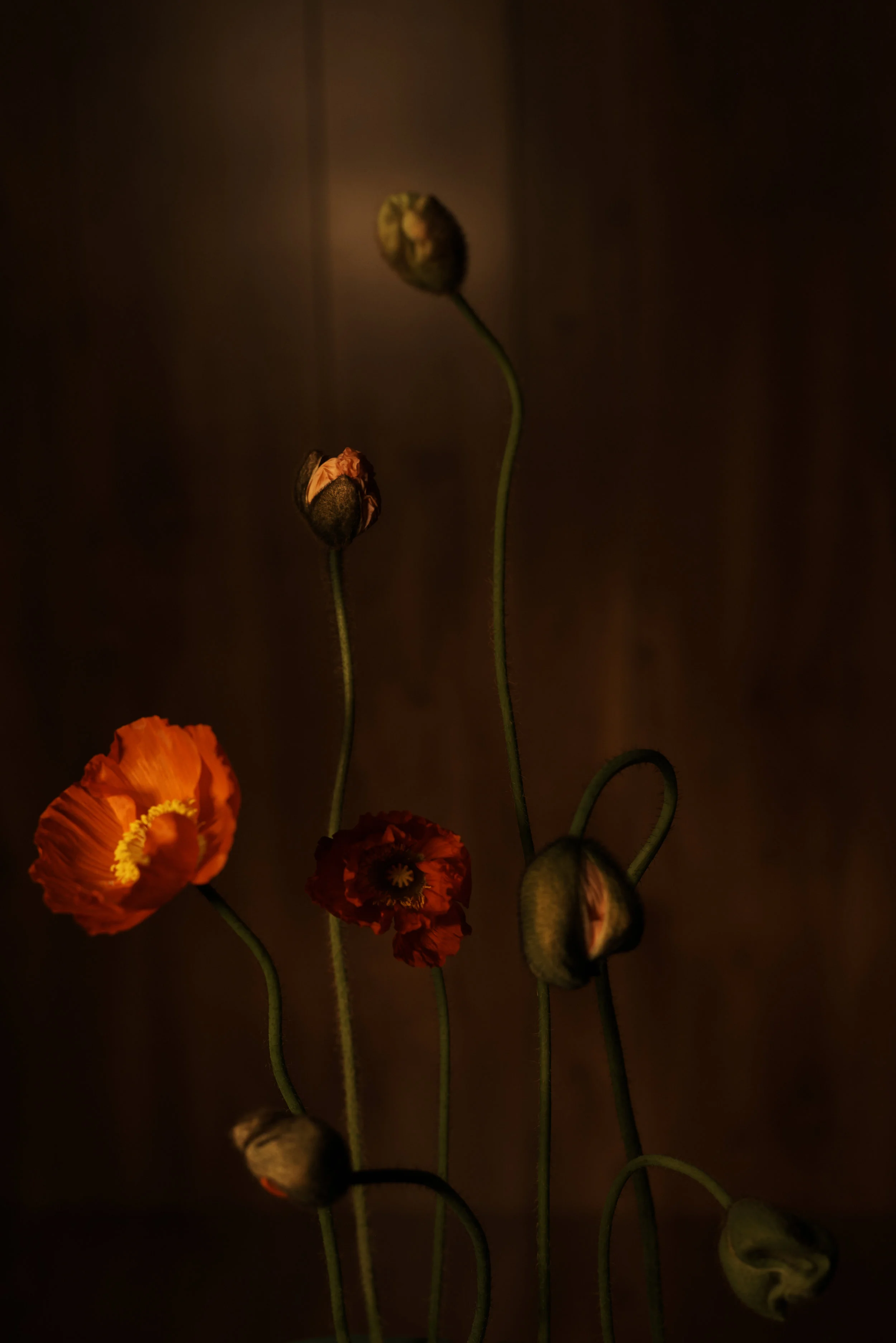 Poppy 