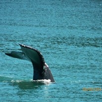 Alaska Cruise