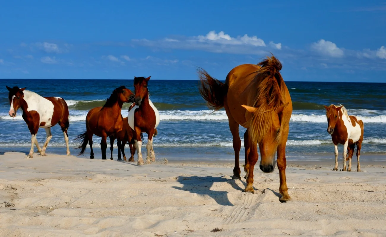 Image Source: Vantage Resort Realty