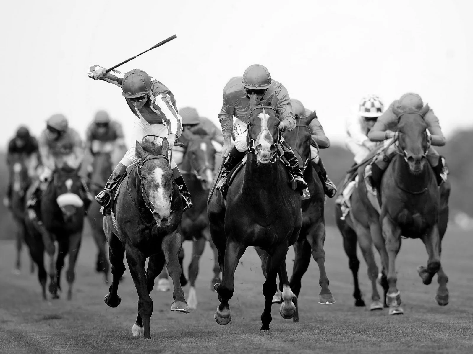 horseracingsunshinecoast.jpg