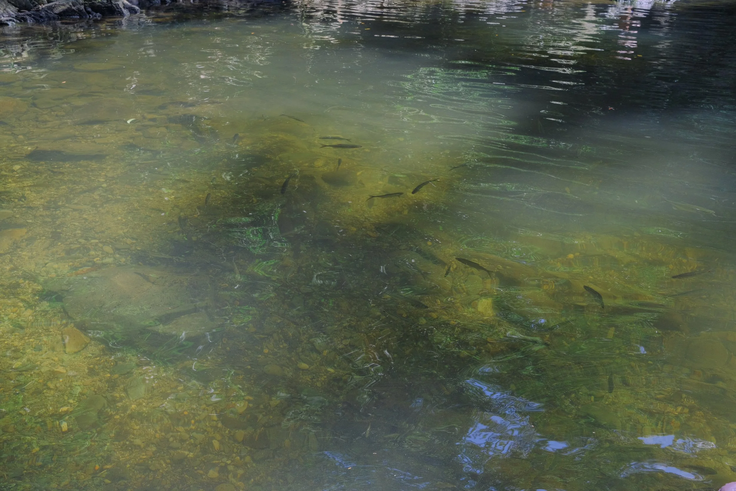 DSCF3394.jpg