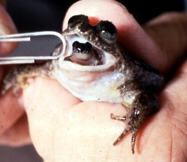 Extinct frog that gives birth from its mouth nearly brought back to life | The Verge