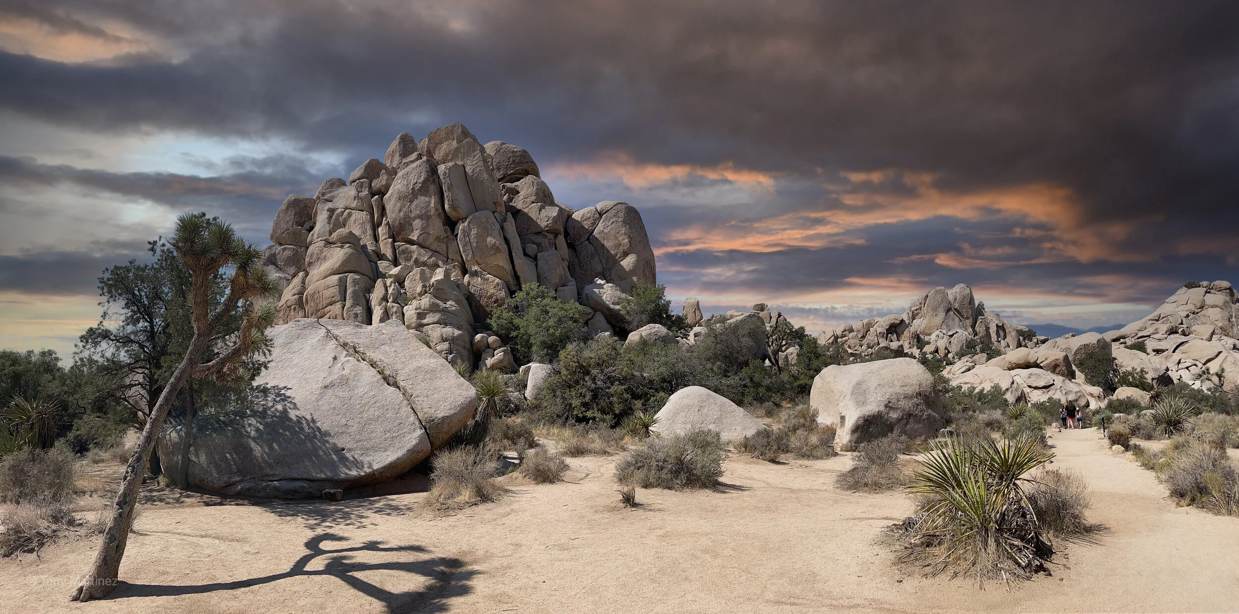 Joshua Tree (Copy)