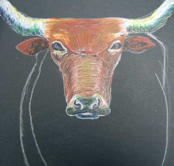 Texas Longhorn