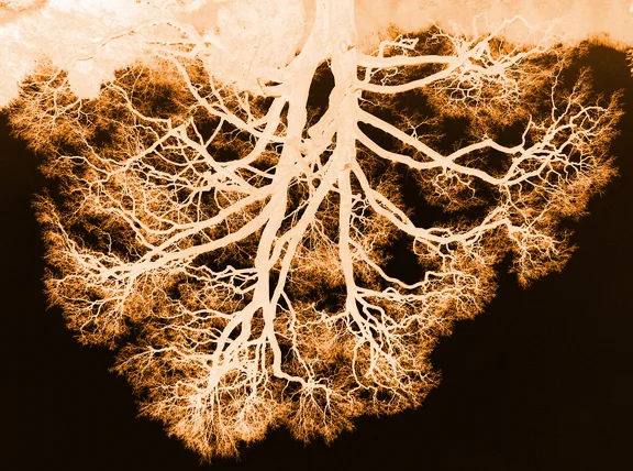 Tree Roots?.jpg