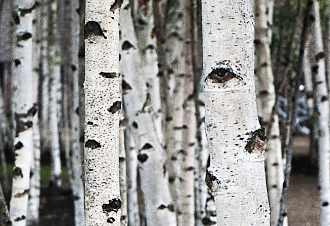 Silver Birch.jpg