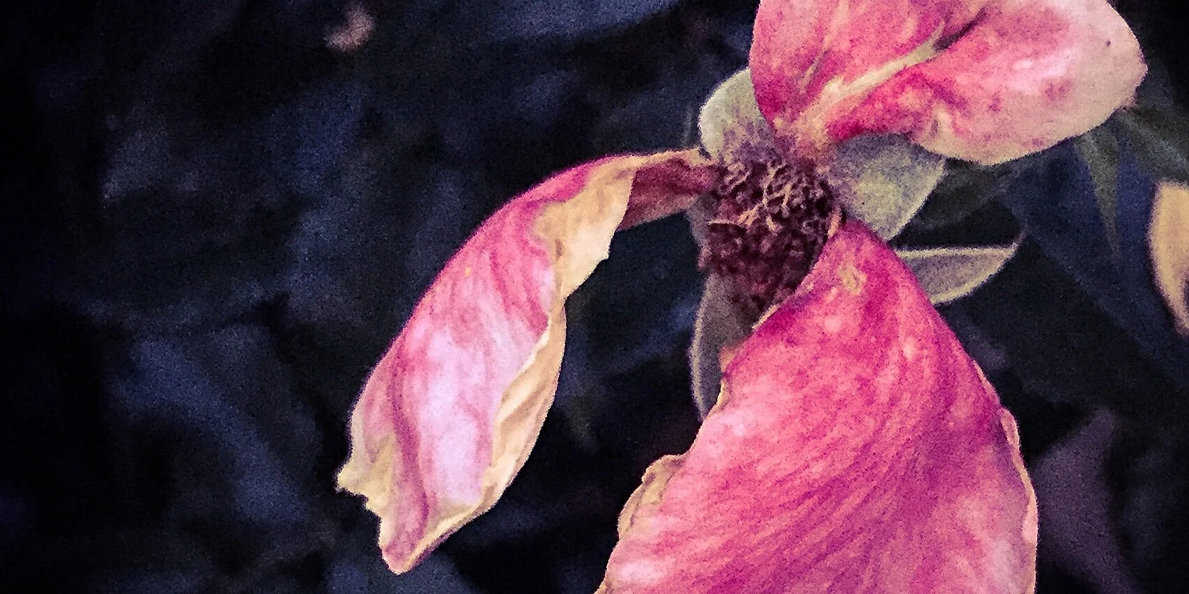 Rose: iPhone