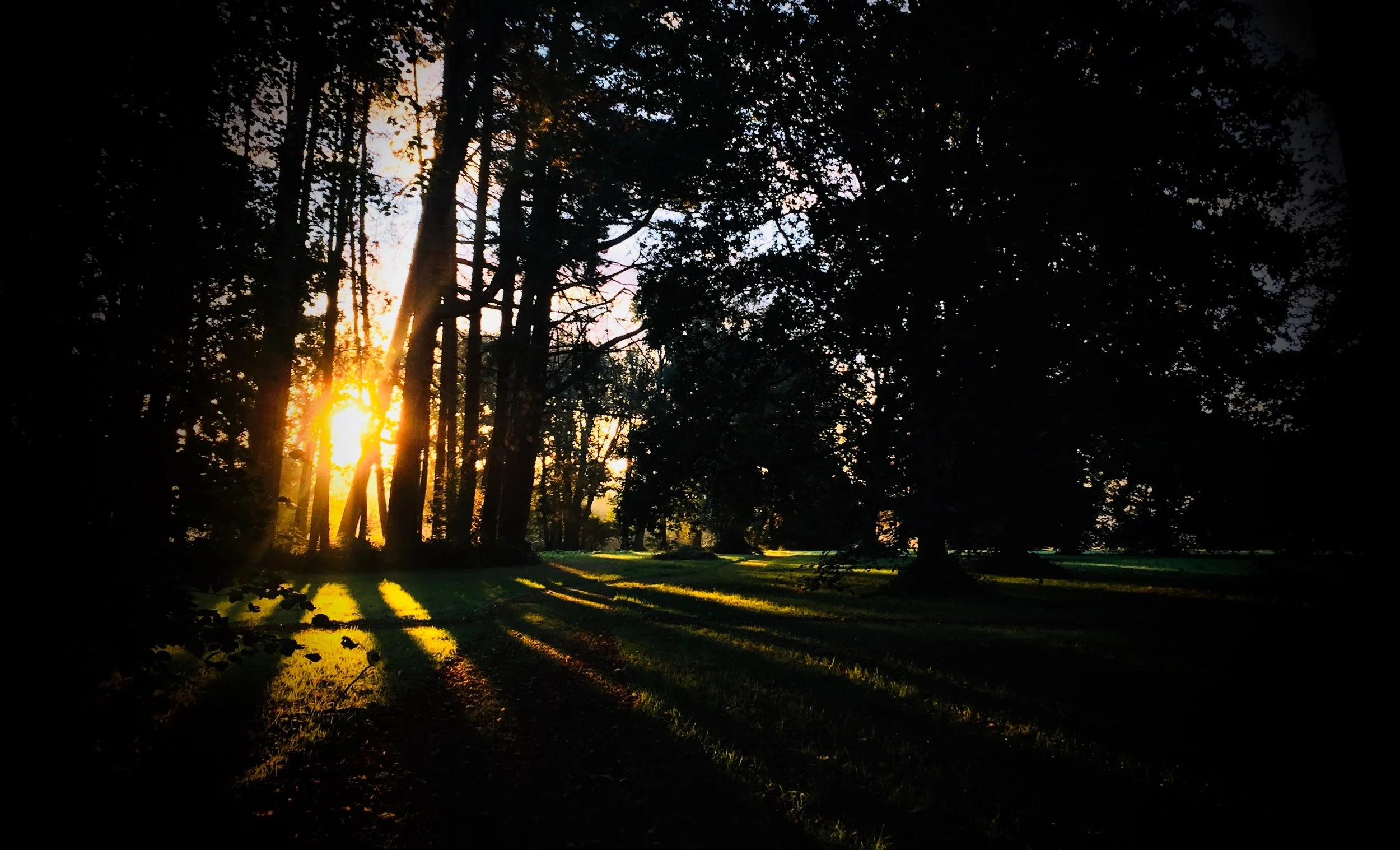 Ashridge morning: iPhone