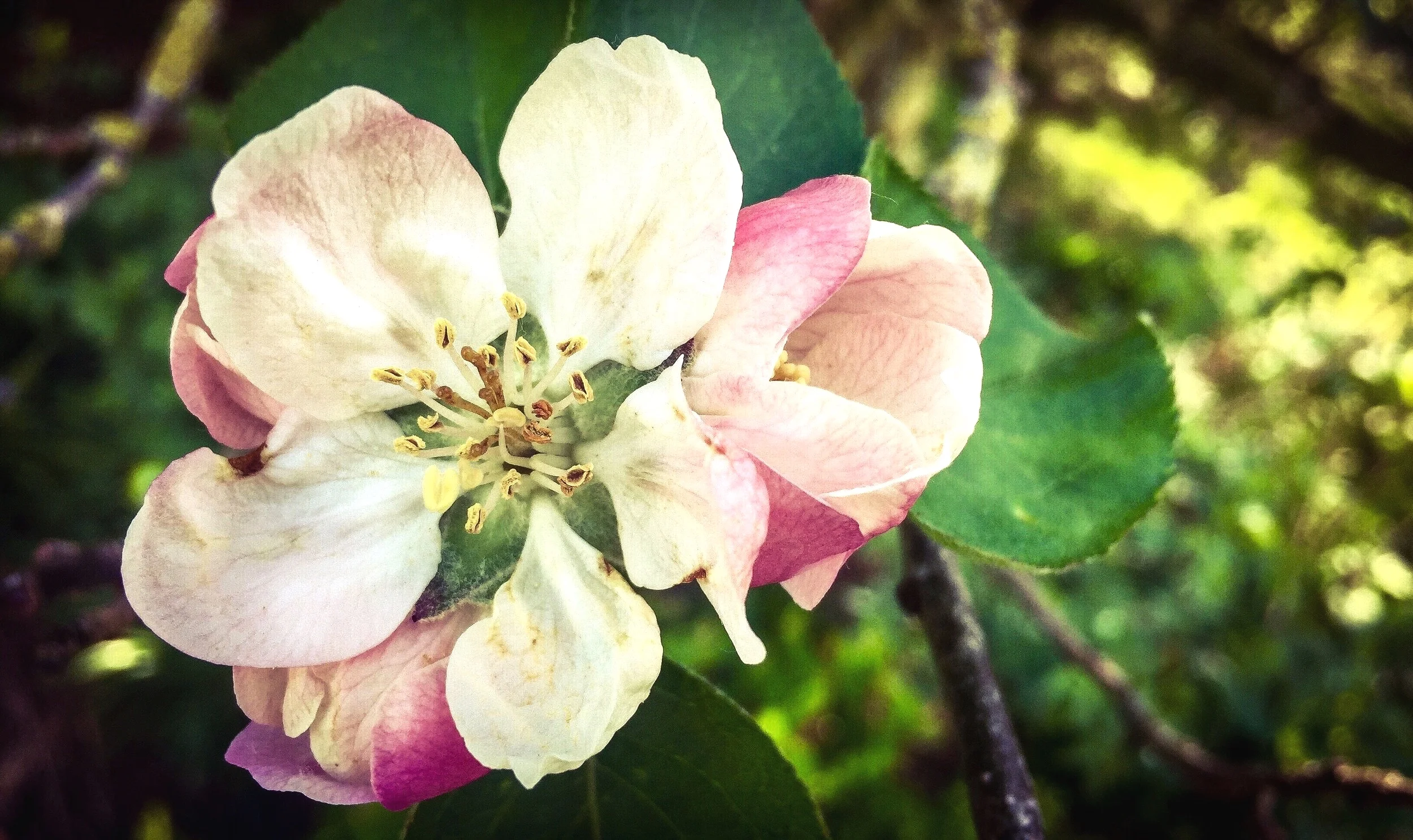 Apple Blossom: iPhone
