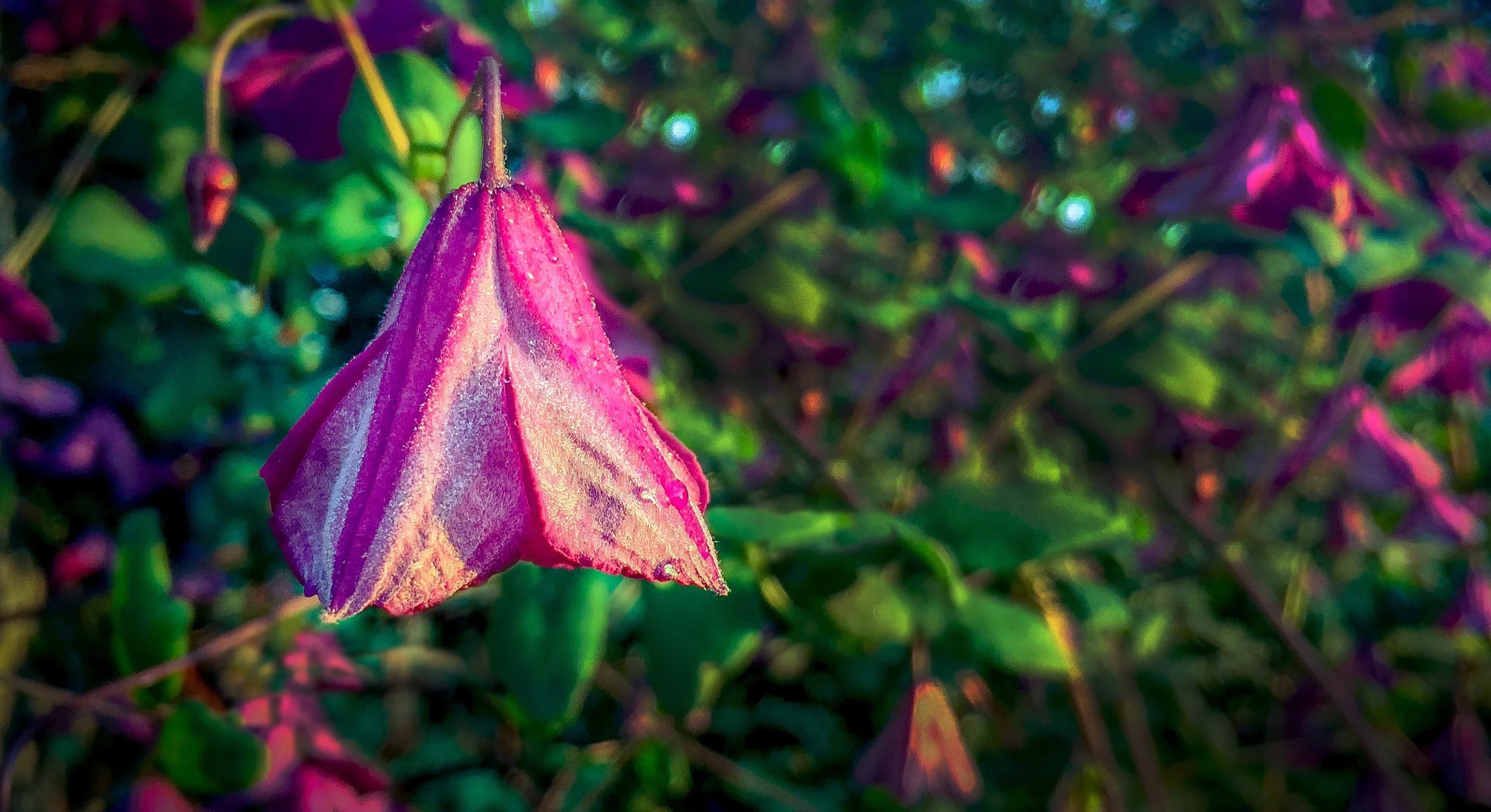 Clematis: iPhone