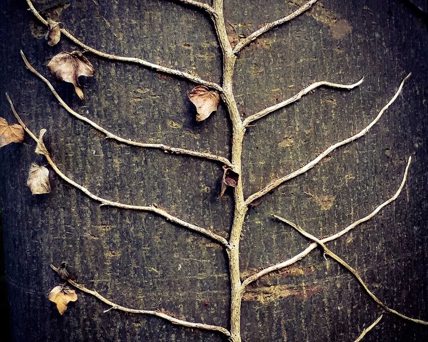 In the Woods: iPhone