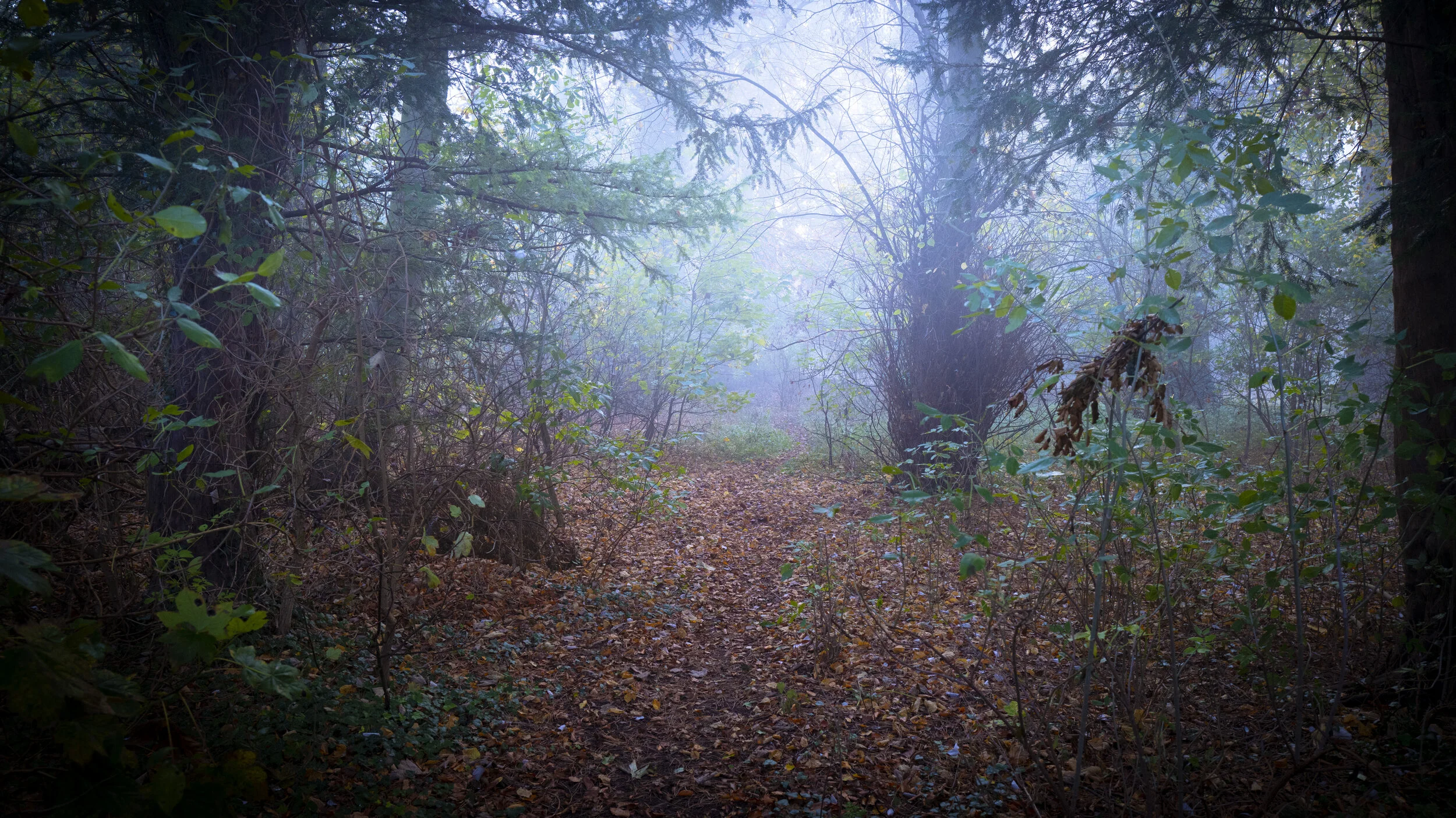 Woodland, UK: Leica Q2