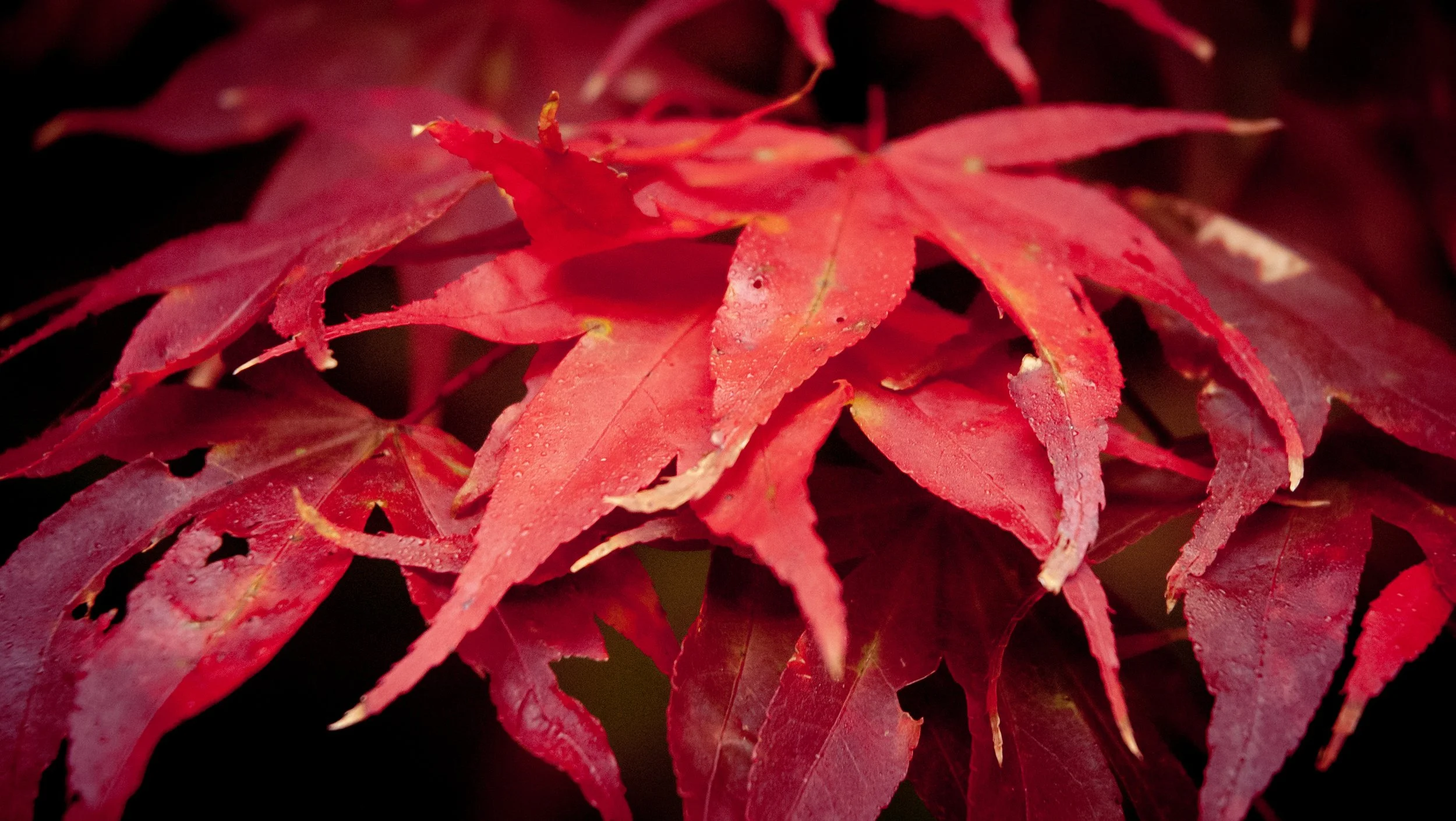 DSC_0017 (2)copy.jpg