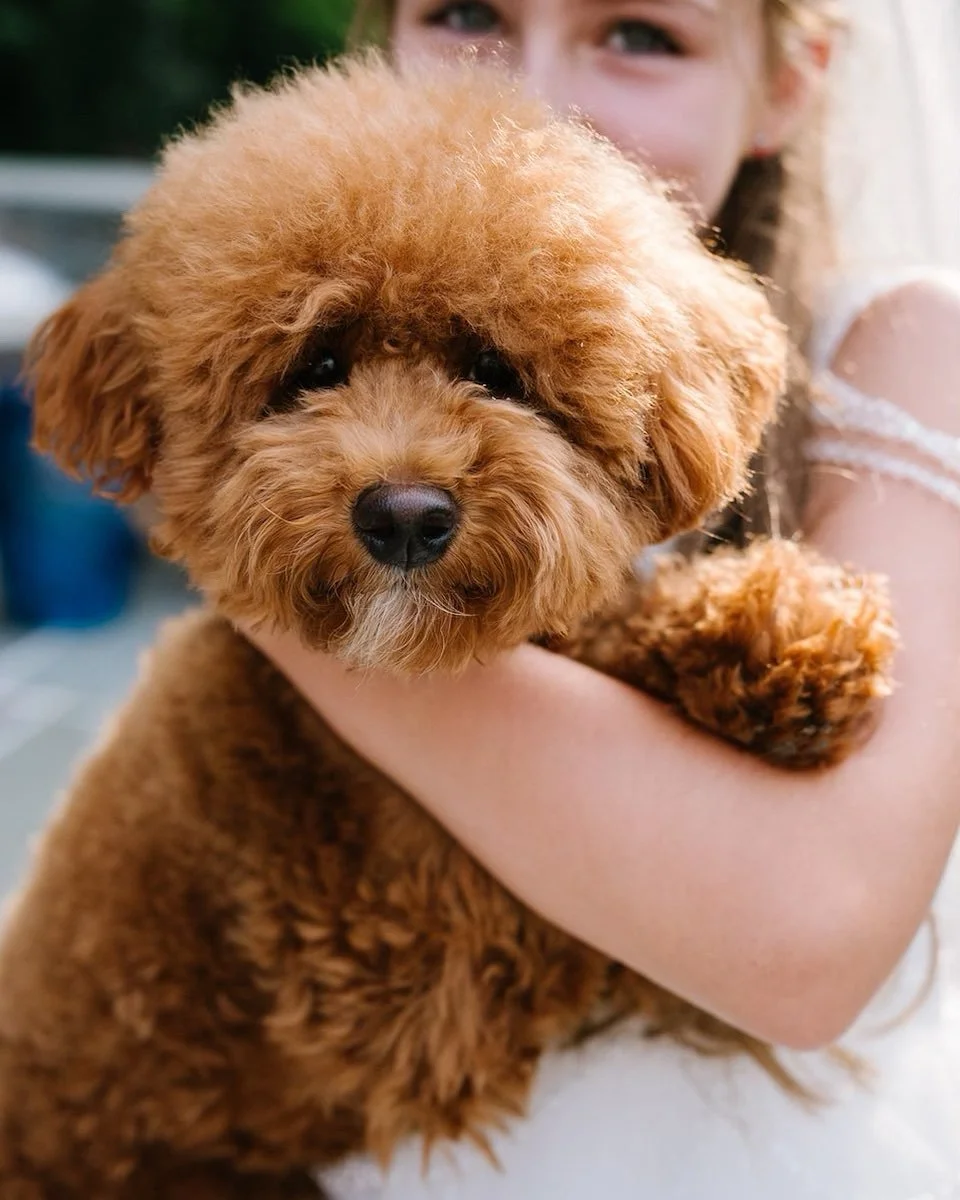 Pups are always welcome at a family session!
