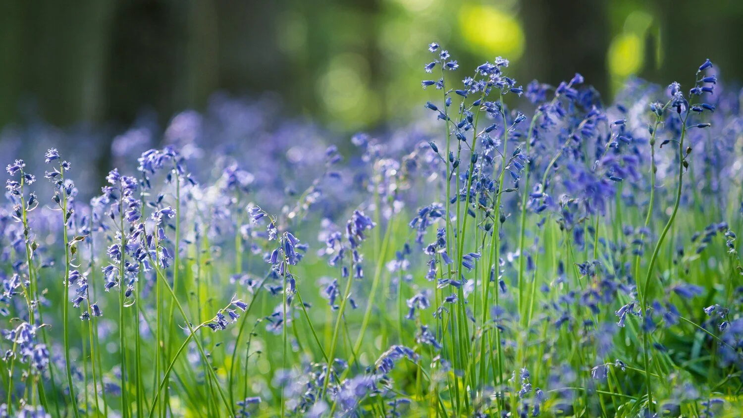 Bluebell Photography