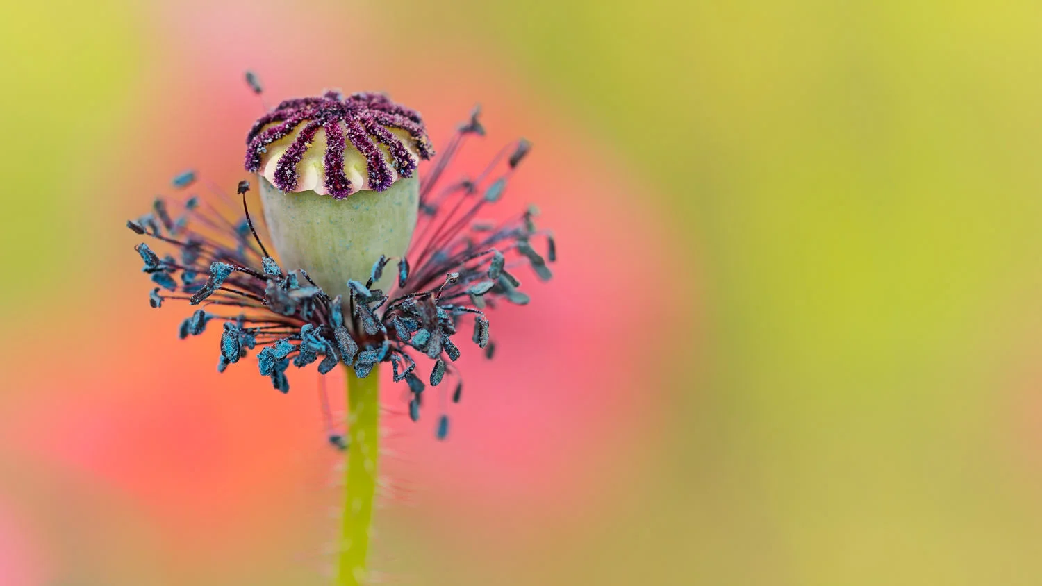 poppy seed head