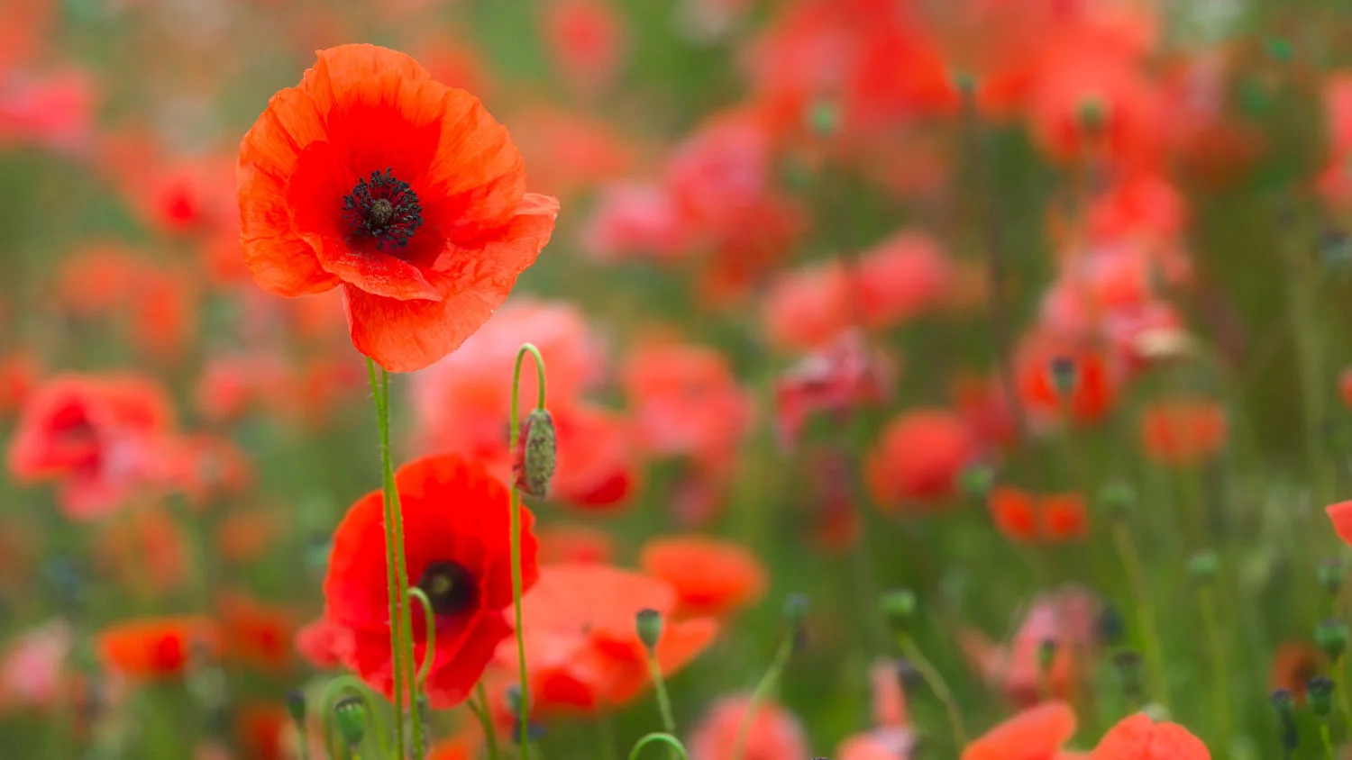 isolating a specimen poppy