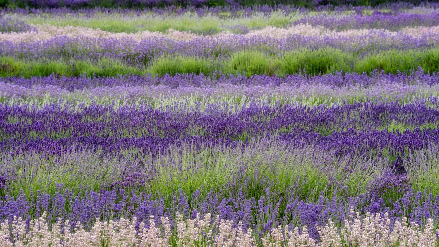lavender stripes
