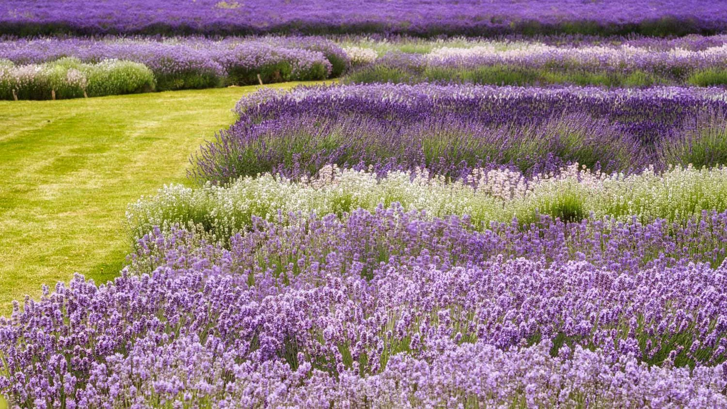 purple waves