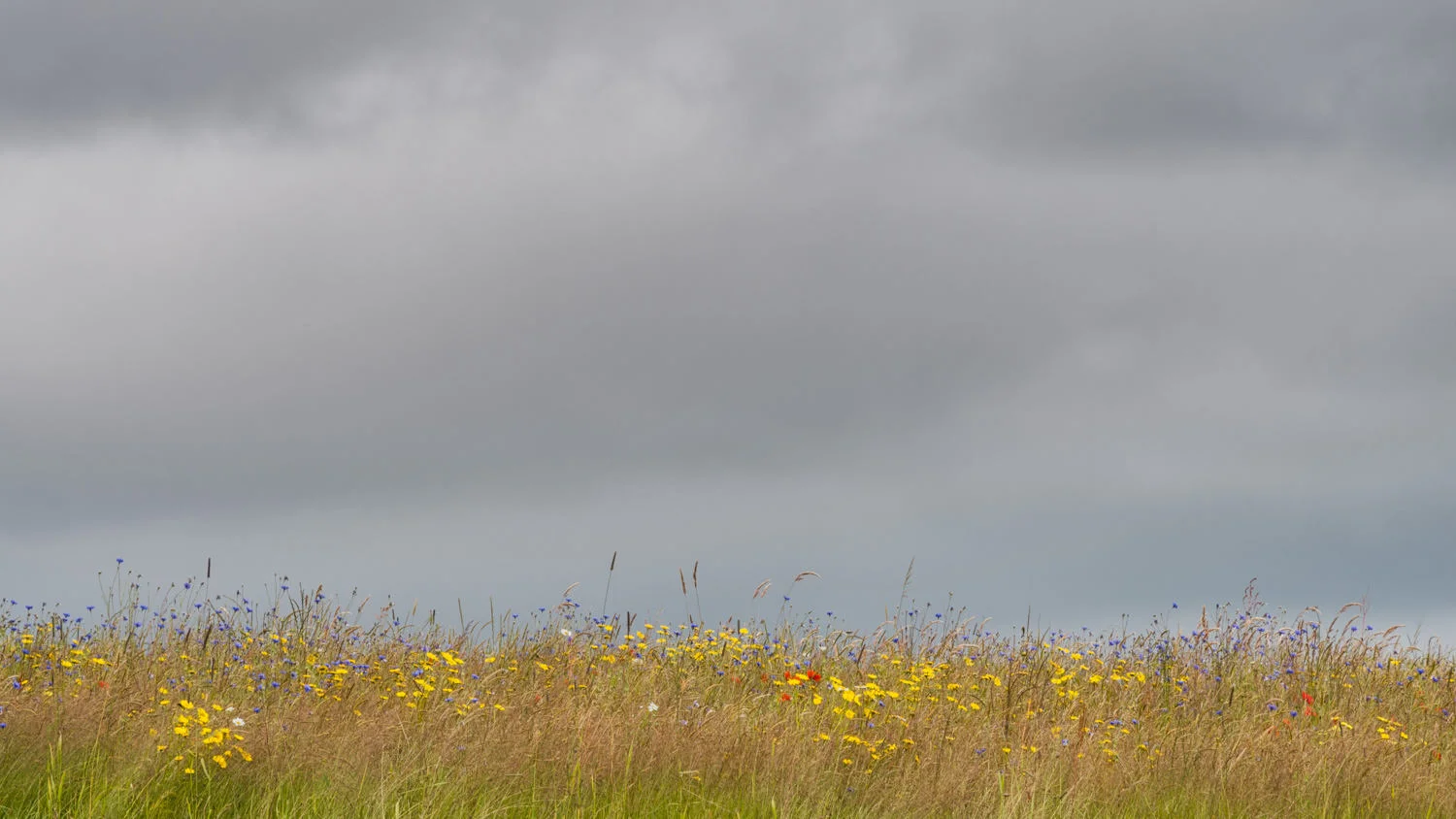 contrasting light on this wild meadow