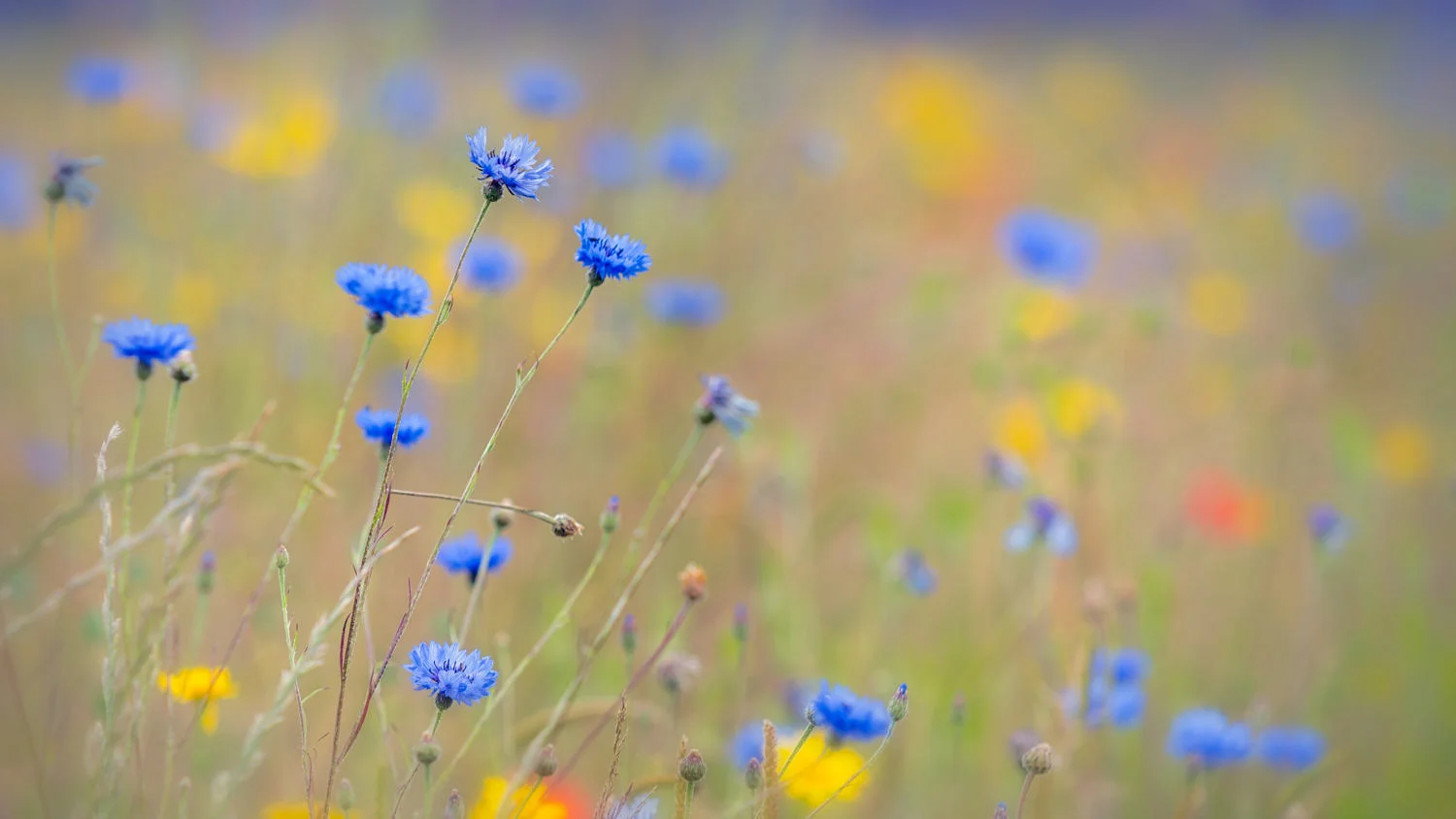 cornflower