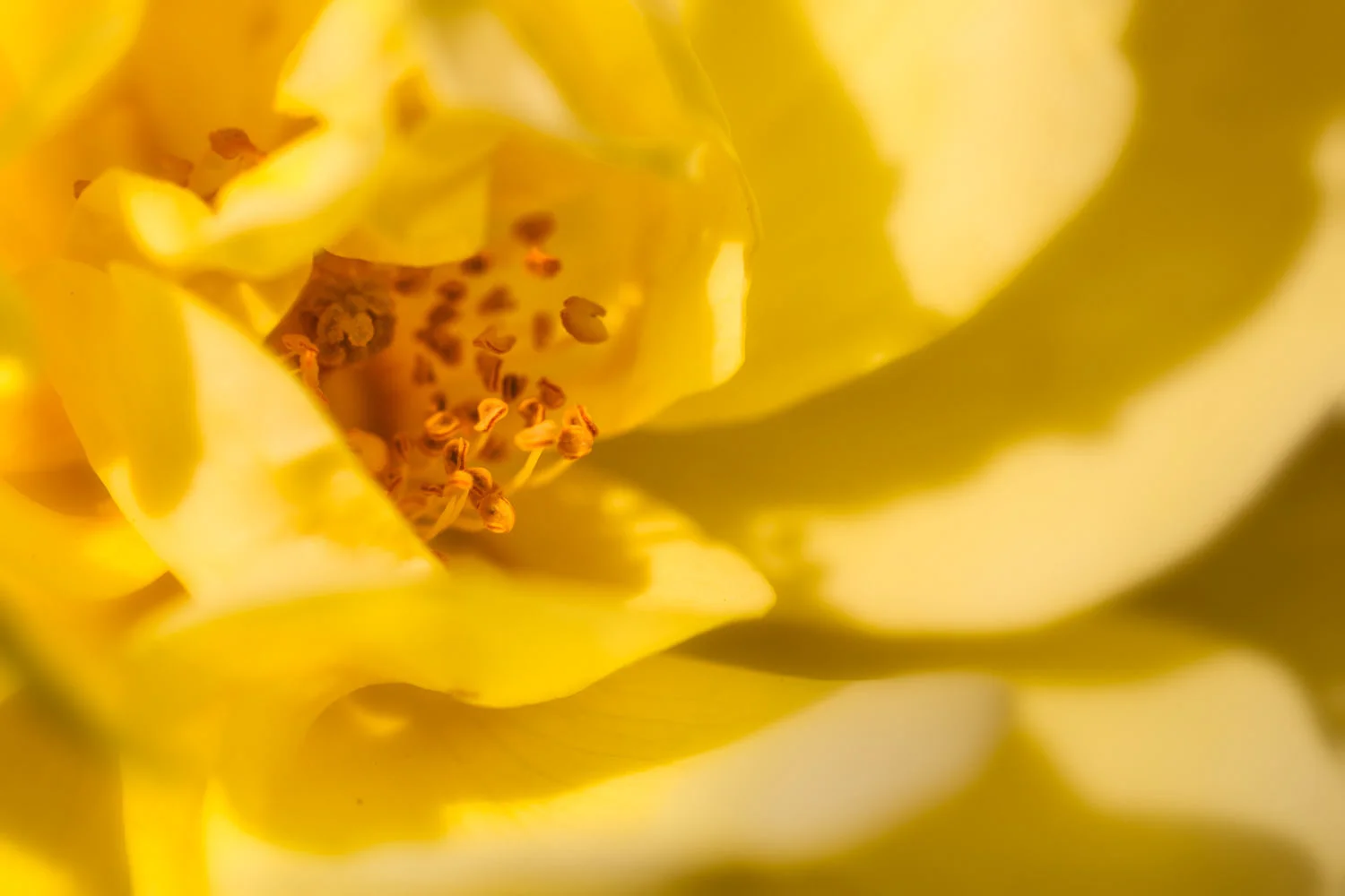 yellow rose