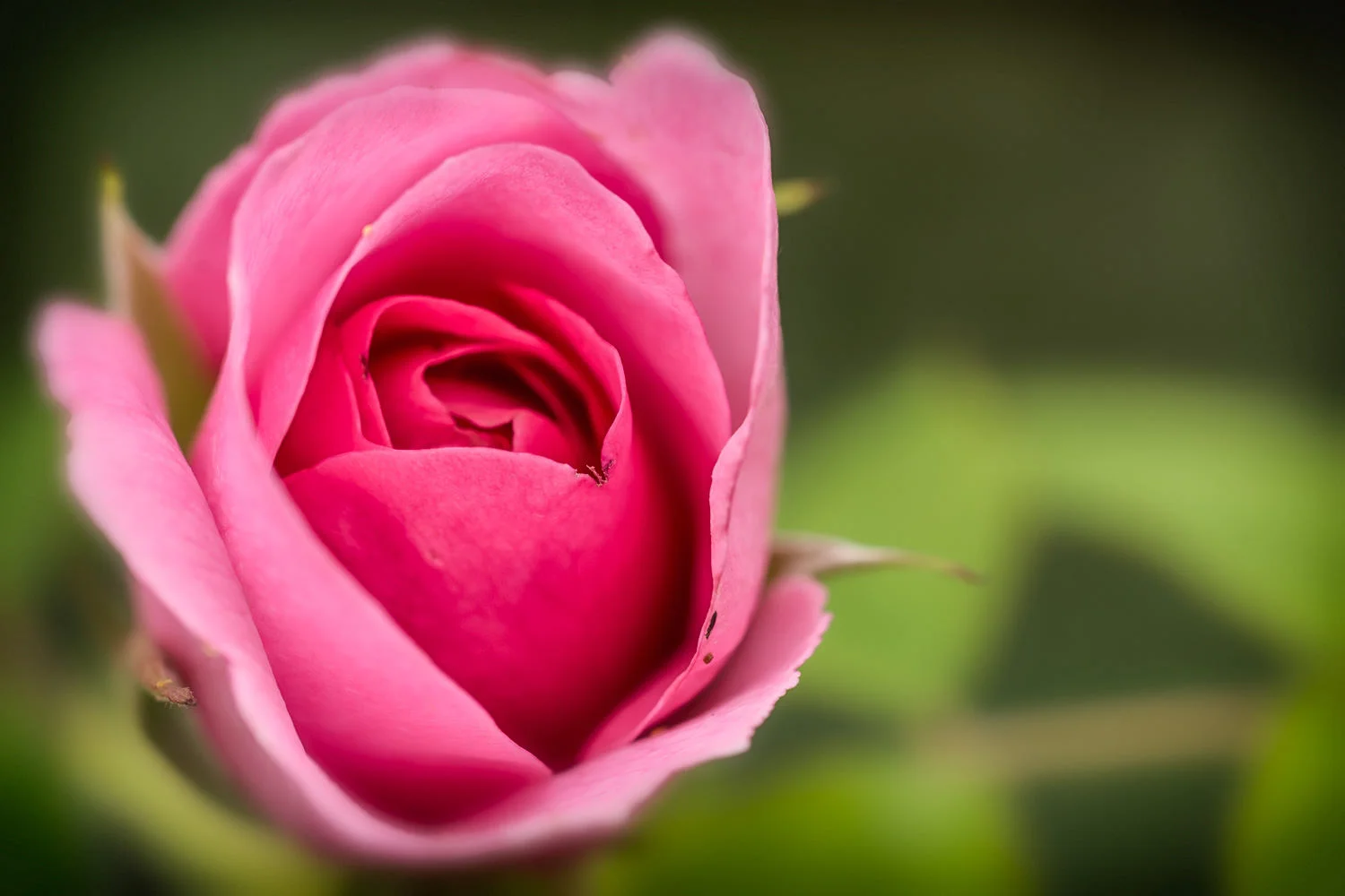 Pink rose