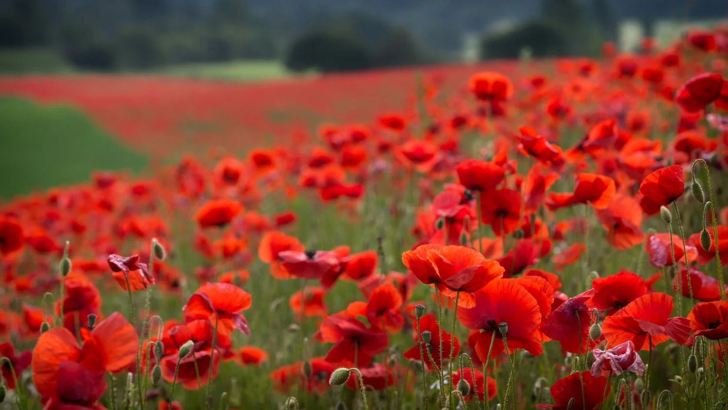 Poppy Glow