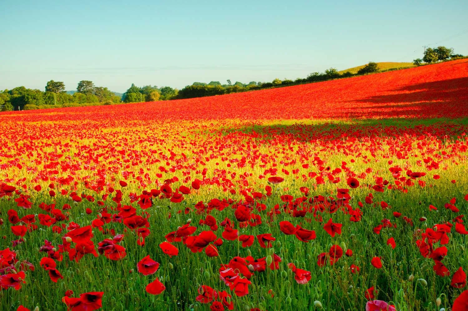 Poppy Sweep