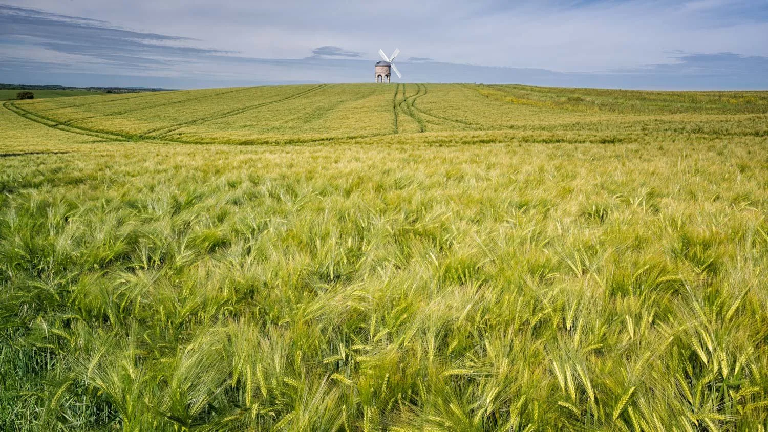 Barley Swirl