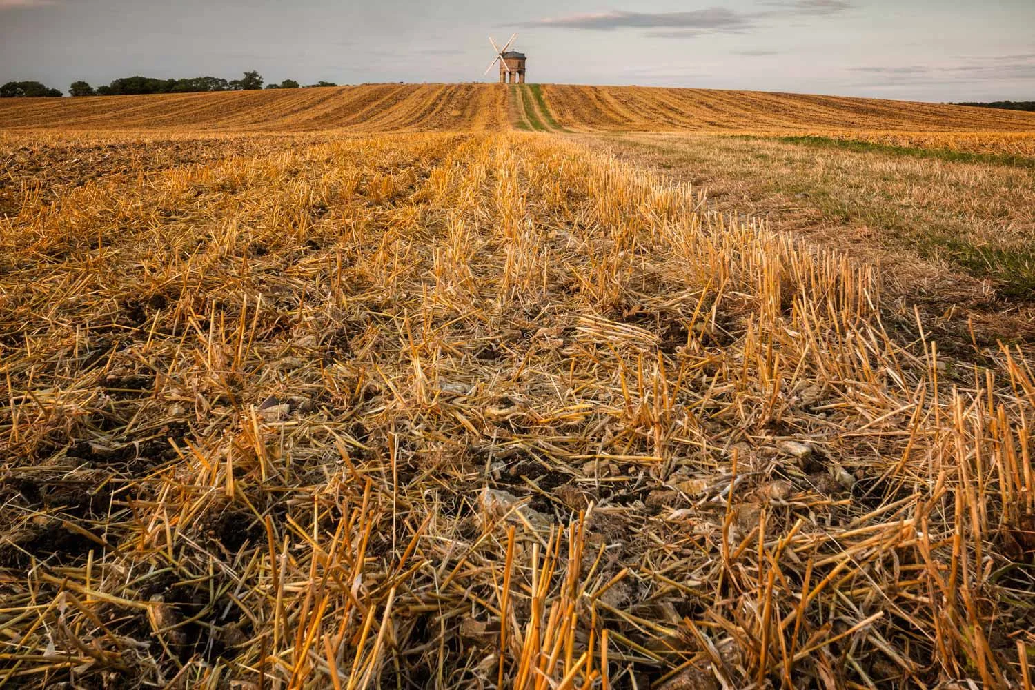 Chesterton stubble