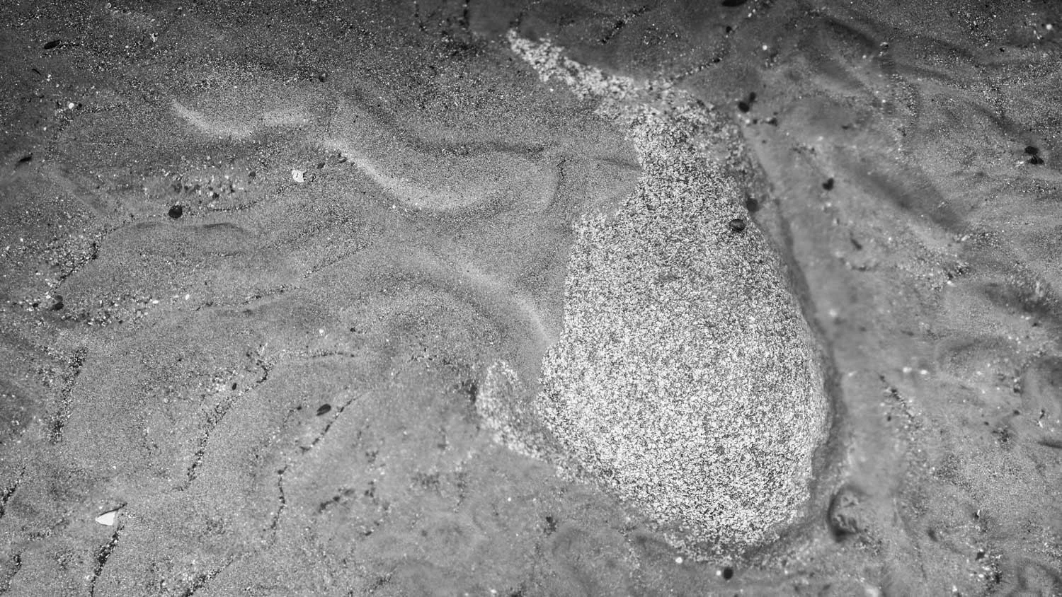 allonby sand fish
