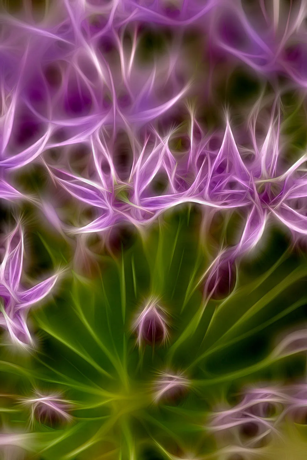 allium